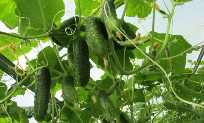 How to get an early crop of cucumbers