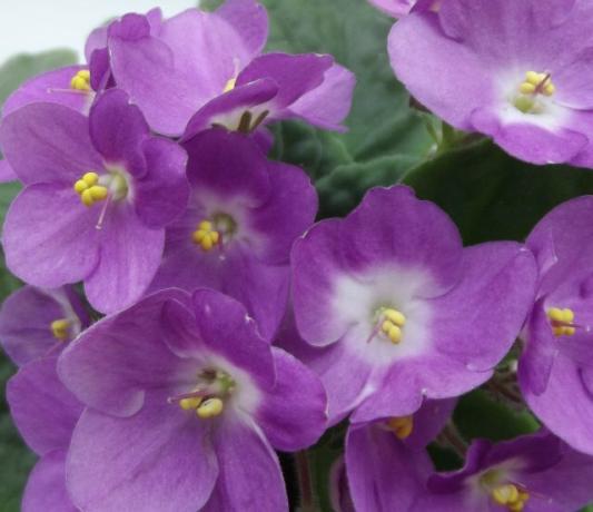 Nodding blooms of violets - knowledge and proper care