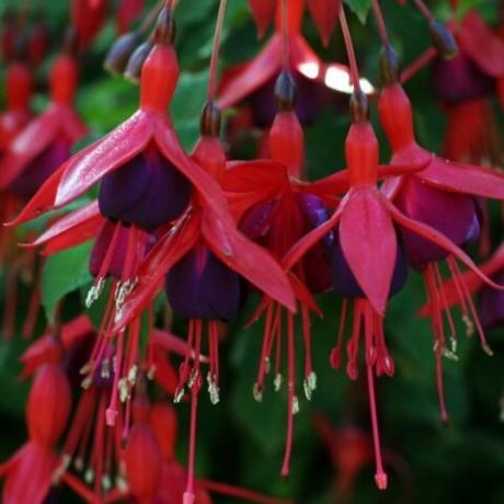 The flowers are bright red sepals