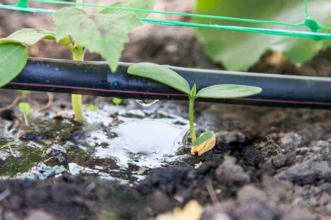 Drip irrigation cucumbers