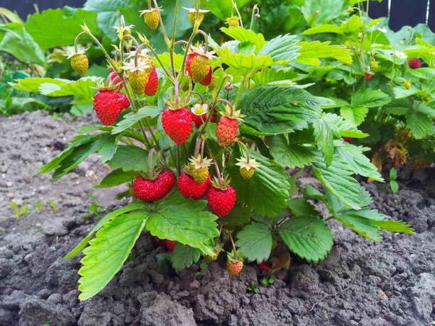 The harvest of strawberries. Illustration for an article is used for a standard license © delniesoveti.ru