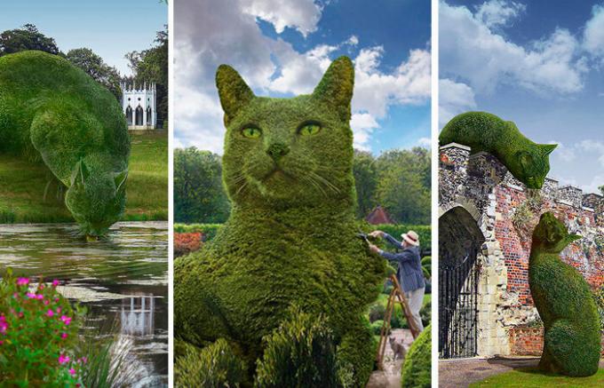 Cats in the English park: Why the huge cropped bushes caused quite a stir on the Internet