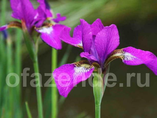 Using the irises in the garden landscape design