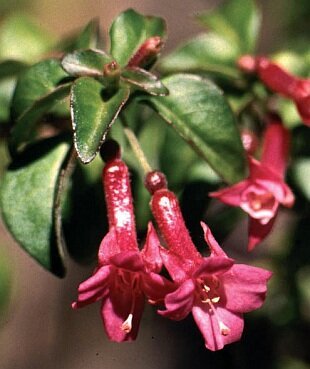 Miniature branched leaved shrub