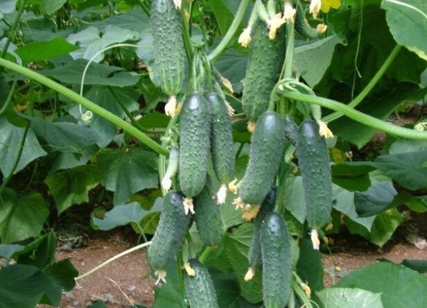 How to grow cucumbers in the garden, to always get a good harvest