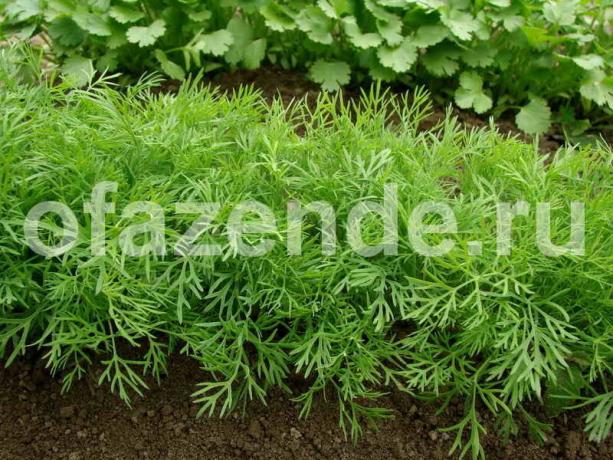 Method of growing juicy dill without an umbrella ⠀