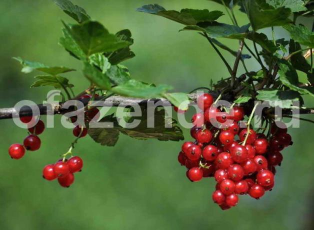 Pests on currants