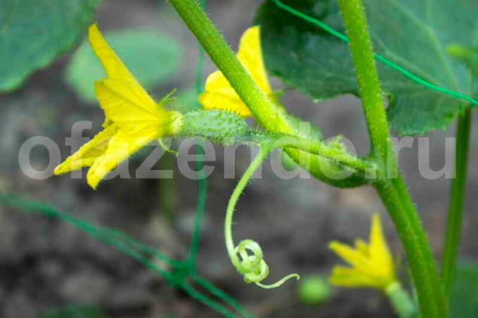 Pasynkovanie cucumbers. Illustration for an article is used for a standard license © ofazende.ru