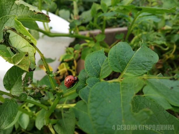 As I brought the Colorado potato beetle on a potato field, simple folk method (I helped, and will help you)