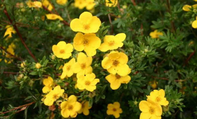 Dwarf variety with silver leaves and large bright yellow flowers