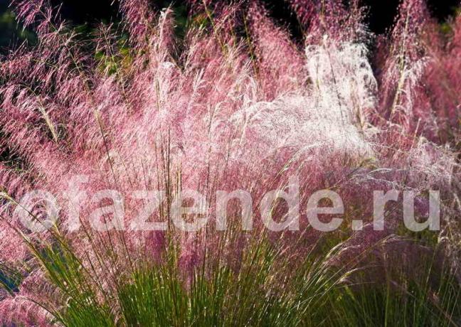 ornamental grasses