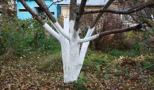 A procedure that helps fruit trees easier to survive the winter