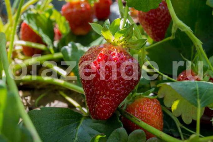 Terms of large strawberries without chemicals