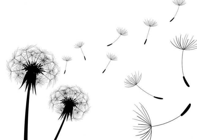 Dandelions. Illustration for an article is used for a standard license © ofazende.ru