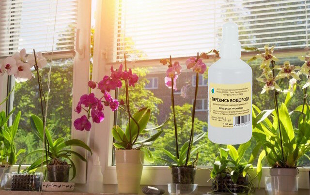 Hydrogen peroxide for indoor plants: fertilizing useful or a waste of time?