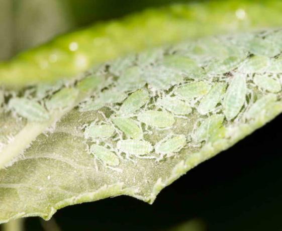 Super means of aphid - application of vinegar