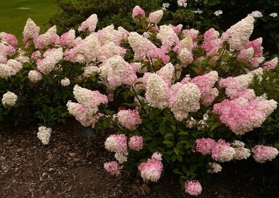 Major errors or summer residents how to prepare for an offensive cold hydrangea