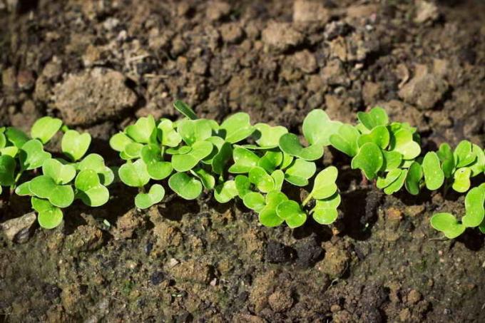 Selecting soil for planting radishes