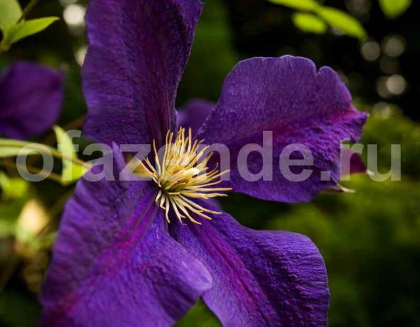 Growing clematis. Illustration for an article is used for a standard license © ofazende.ru
