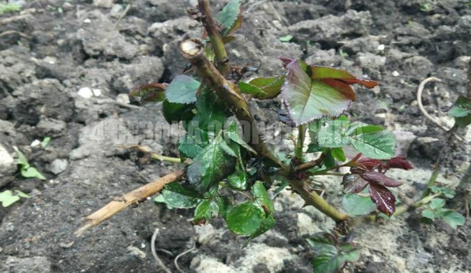 pruning roses