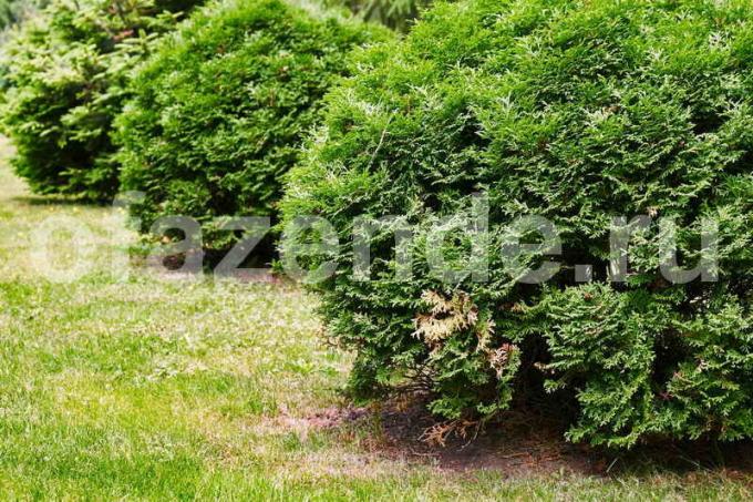 Cultivation of arborvitae. Illustration for an article is used for a standard license © ofazende.ru