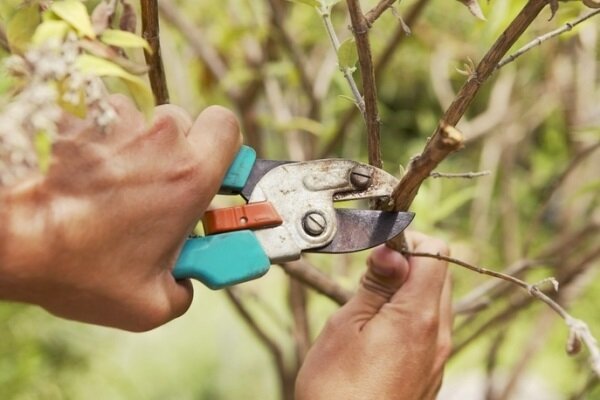 When you need to cut the fruit trees