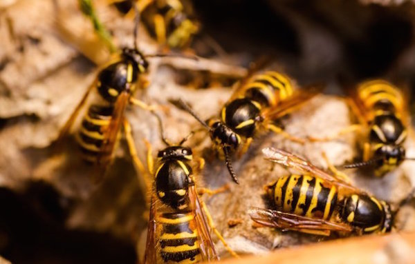 Getting rid of wasps in the country: 3 effective free method