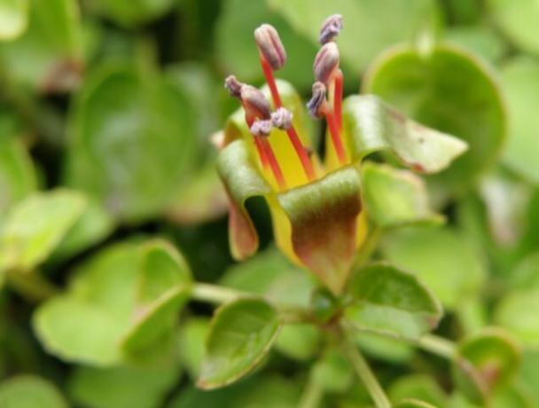 The plant forms characteristic light orange flowers