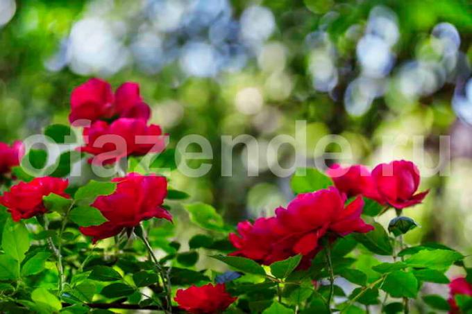 Bush blooming roses. Illustration for an article is used for a standard license © ofazende.ru