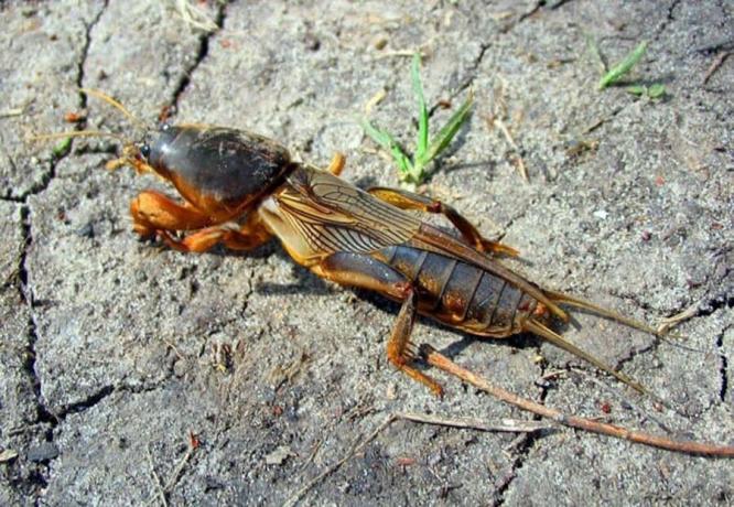 What should be done in the spring to stop the spread of mole crickets