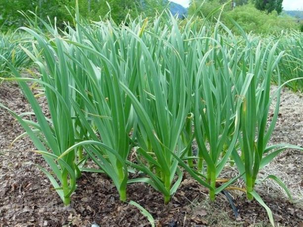 Important feeding for a good crop of garlic and onions