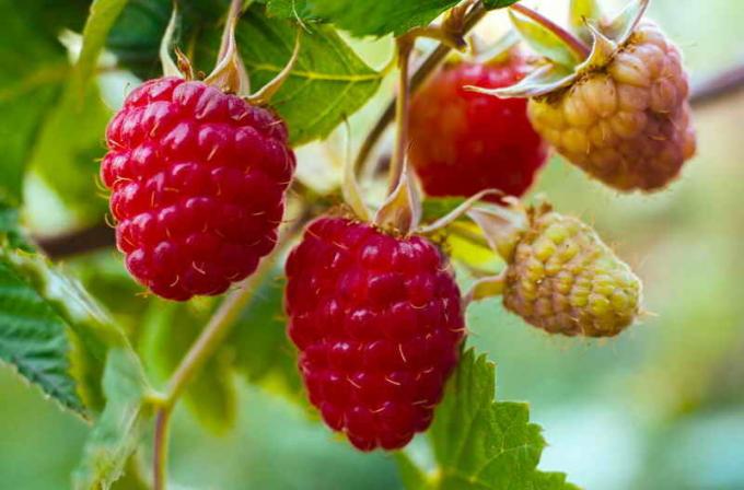 Growing raspberries. Illustration for an article is used for a standard license © ofazende.ru