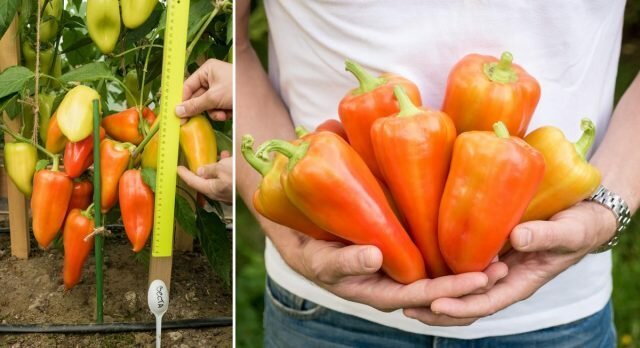 Steep peppers: top five thick hybrids