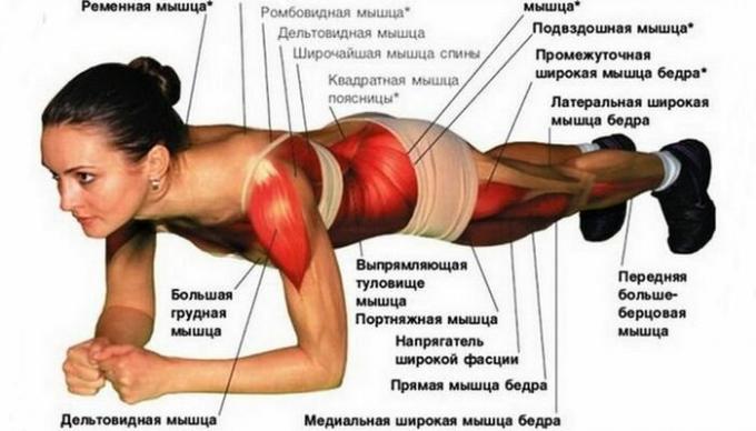 About muscles more ..