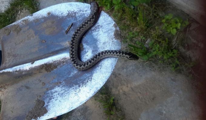In the compost pit was got a snake: what to do?