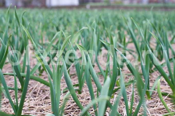 We use fallen leaves for the benefit of garlic