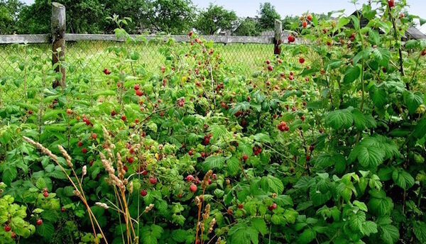 Getting rid of the overgrown with raspberries in the garden without herbicides and chemicals