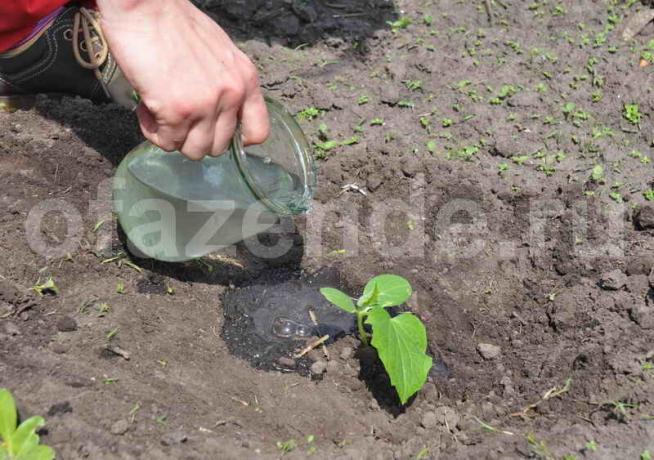 How to water the cucumbers