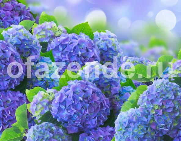 Cultivation of hydrangeas. Illustration for an article is used for a standard license © ofazende.ru