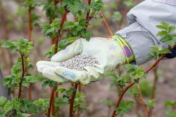 Top dressing of raspberry - as well as better