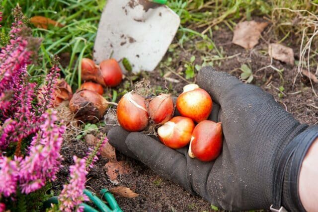 We dig and how to store the bulbs of tulips, hyacinths, daffodils, crocuses