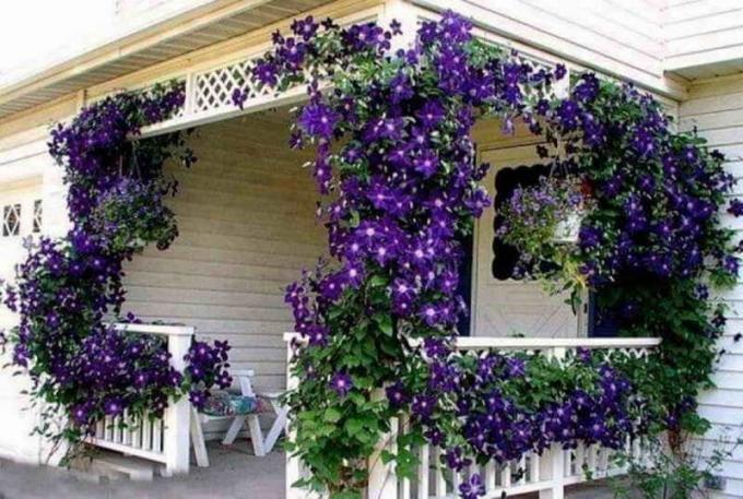 Blooming pyramid of plants on your balcony: Tips gardeners