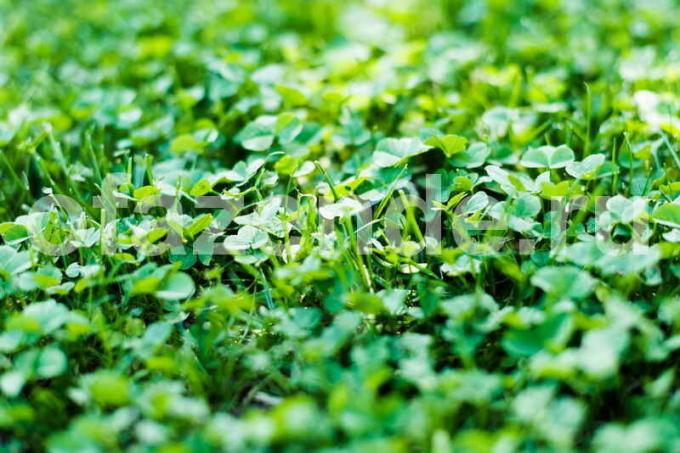 Clover as green manure. Illustration for an article is used for a standard license © ofazende.ru