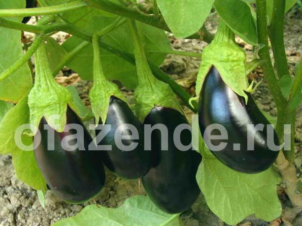 Eggplant. Illustration for an article is used for a standard license © ofazende.ru
