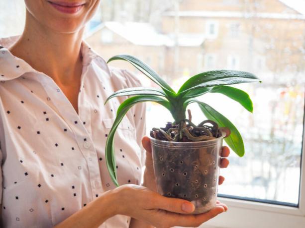 The roots of orchids got out of the pot: what to do