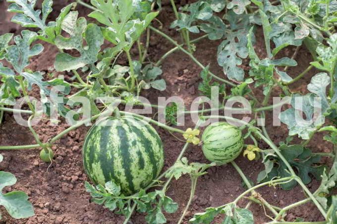 Five Secrets to help grow melons