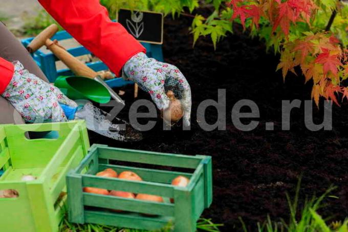 The process before planting onions