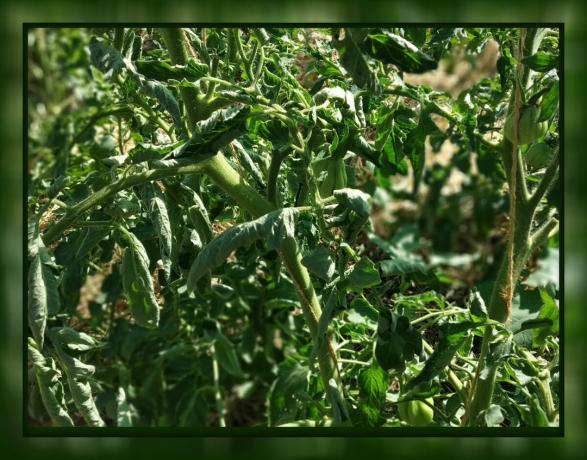 In tomato leaf curl 🍃 not panic! 🍃 What to do: Advice of an experienced gardener.