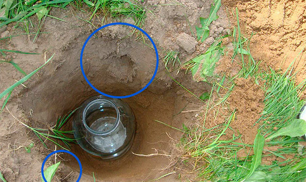 Trap mole of 3-liter jar. Blue circled the entrances to the tunnel.