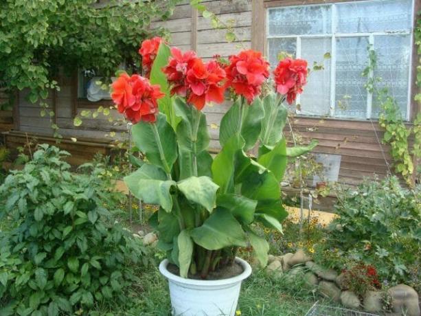 How to store and when to dig up the canna
